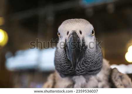 Close-up portrait of an African Grey Parrot, striking silver-gray plumage, bright eyes, and patterned feathers. Perfect for wildlife enthusiasts, bird-related projects, and  nature presentations.