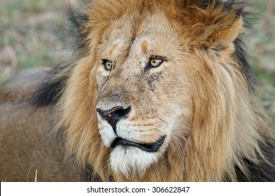 Closeup Portrait Of An African Lion. Lion Eyes