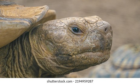 Close-up portrait of an African Spurred Tortoise (Centrochelys sulcata). Also called the Sulcata Tortoise, it lives in the Sahara desert in Africa and is the largest mainland species of tortoise. - Shutterstock ID 2194959287