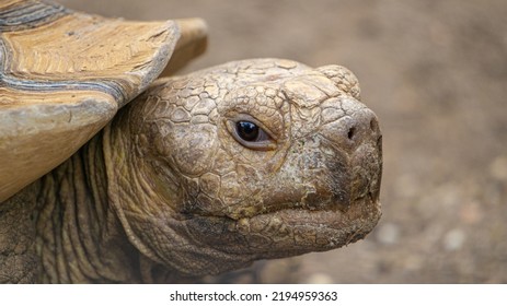 14,830 Tortoise portrait Images, Stock Photos & Vectors | Shutterstock