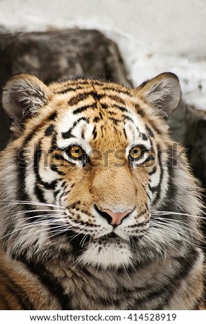 Similar – Foto Bild Fasziniert Tiger Tier