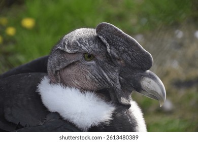 Close-up portrait of an Andean condor with its distinctive bald head and white neck ruff.