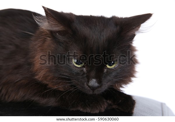 Chat noir puppy eyes