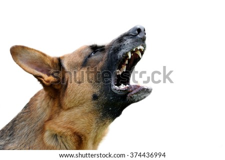 Close-up portrait angry dog isolated on white background