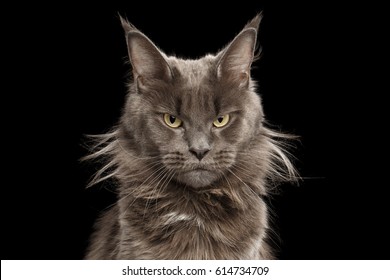Close-up Portrait of Angry Gray Maine Coon Cat Grumpy Looking in Camera Isolated on Black Background, Front view - Powered by Shutterstock