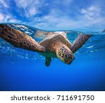 Closeup portrait of aquatic animal sea turtle swimming near water surface. Wildlife underwater shot 