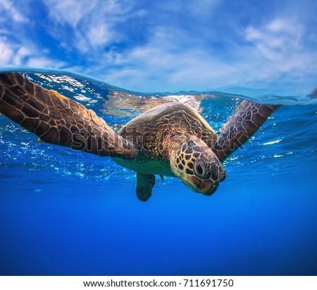 Closeup portrait of aquatic animal sea turtle swimming near water surface. Wildlife underwater shot 