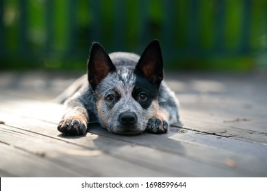 Closeup portrait of the australian cattle dog puppy