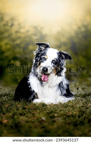 Similar – Dog breed Bernese Mountain Dog