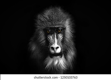 Closeup portrait of a baboon with yellow eyes