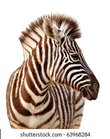 Close-up Portrait Of A  Baby Zebra Isolated On White