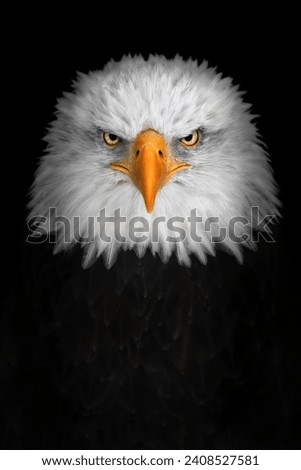A close-up portrait of a bald eagle (Haliaeetus leucocephalus) staring into the camera with an angry look, black background, copy space