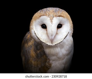 Closeup Portrait Of A Barn Owl On A Black Background