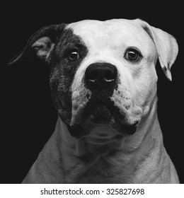 Black And White Dog Images Stock Photos Vectors