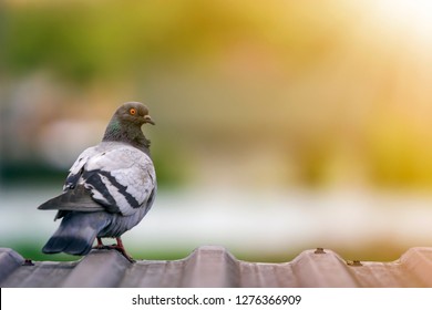 Close-up portrait of beautiful big gray and white grown pigeon with orange eye perching on the edge of brown metal tile roof on blurred bright green bokeh background.