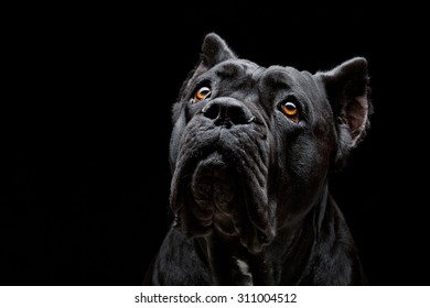 Closeup portrait of beautiful black Cane Corso female dog. Pure breed. Studio shot over black background. Copy space.