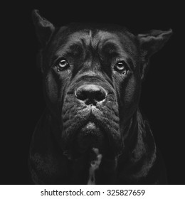 Closeup portrait of beautiful black Cane Corso female dog. Pure breed. Studio shot over black background. Square composition.