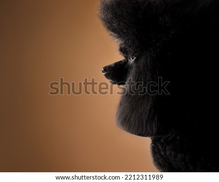 Similar – Image, Stock Photo Profile of a black-haired woman