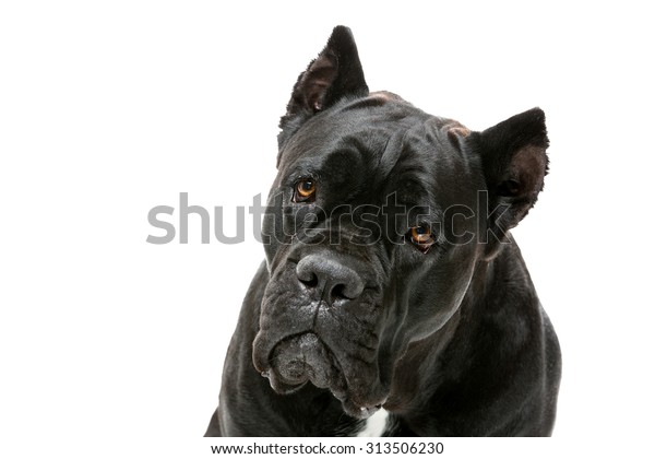 Closeup Portrait Beautiful Cane Corso Female Stock Photo