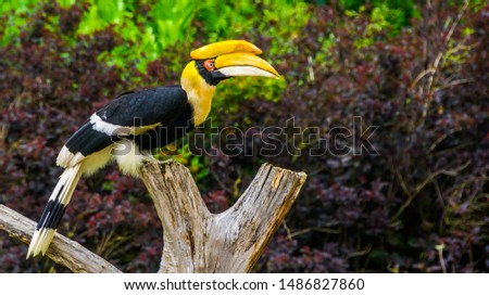 closeup portrait of a beautiful great indian hornbill, colorful tropical bird, Vulnerable animal specie from Asia