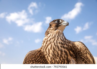 Close-up Portrait Of A Beautiful And Healthy Falcon, Abu Dhabi, UAE.