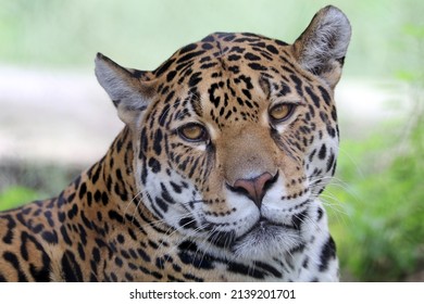 785 Amazon black jaguar Images, Stock Photos & Vectors | Shutterstock