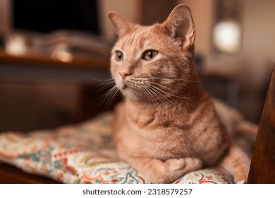 Close-up portrait of a beautiful orange tabby cat. - Powered by Shutterstock