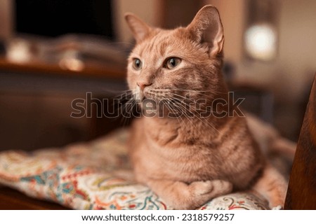 Close-up portrait of a beautiful orange tabby cat.