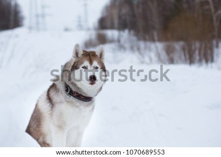 Close-up Portrait of beautiful siberian husky dog sitting on the snow in winter forest on the slope and observing mountais. Image of Husky topdog looks like a wolf