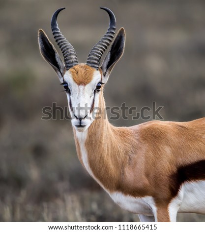 Closeup portrait of a beautiful Springbok ram in his prime. Mountain Zebra National Park, South Africa