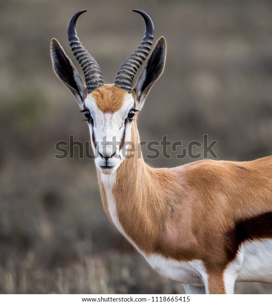 Closeup Portrait Beautiful Springbok Ram His Stock Photo (Edit Now ...