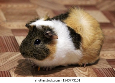 Closeup Portrait Beautiful Tricolor Guinea Pig Stock Photo 1543773101