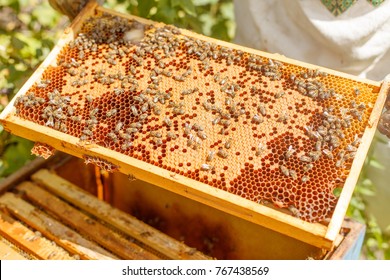 Closeup portrait of beekeeper holding a honeycomb full of bees. Beekeeper in protective workwear inspecting honeycomb frame at apiary. Beekeeping concept. Beekeeper harvesting honey
