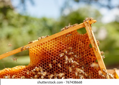 Closeup portrait of beekeeper holding a honeycomb full of bees. Beekeeper in protective workwear inspecting honeycomb frame at apiary. Beekeeping concept. Beekeeper harvesting honey - Shutterstock ID 767438668