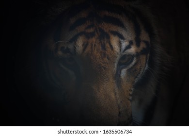 Close-up  Portrait Of Bengal Tiger, Eye Contact Of Tiger