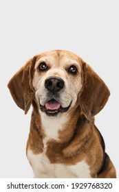 Close-up Portrait Of Big Beagle Dog Posing Isolated Over White Background.