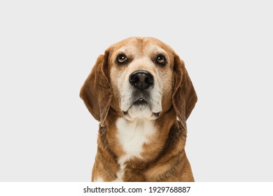 Close-up Portrait Of Big Beagle Dog Posing Isolated Over White Background.