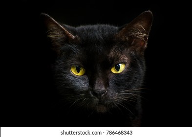 Closeup Portrait Black Cat The Face In Front Of Eyes Is Yellow. Halloween Black Cat  Black Background
