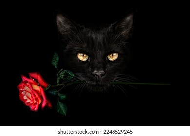 Close-up portrait of a black cat with yellow eyes and a red rose in his teeth