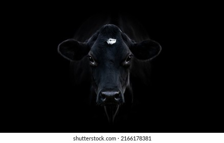 A close-up portrait of a black cow looking at the camera, centered, black background,  large picture, horizontal, copy space - Powered by Shutterstock