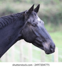 Close-up portrait of a black horse with a white mark on its forehead, captured outdoors in a rural setting. - Powered by Shutterstock