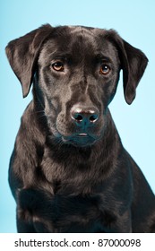 Closeup Portrait Of Black Labrador Isolated On Blue Background