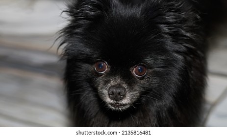 11,402 Spitz black Images, Stock Photos & Vectors | Shutterstock