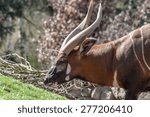 Closeup portrait of a Bongo antelope