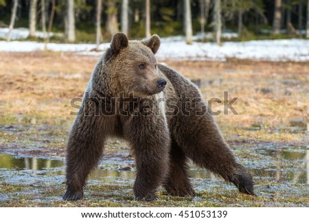 Similar – Image, Stock Photo Brown Bear Adventure