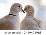 close-up portrait of a brown dove sitting next to another one. selective focus. The Eurasian collared dove (Streptopelia decaocto) is a dove species native to Europe and Asia