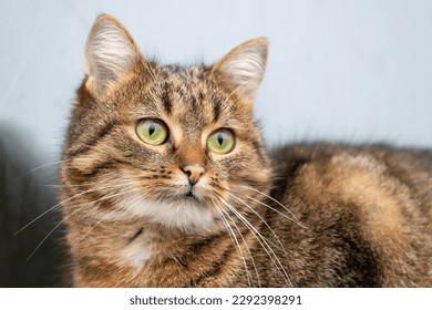 Close-up portrait of a brown striped cat - Powered by Shutterstock