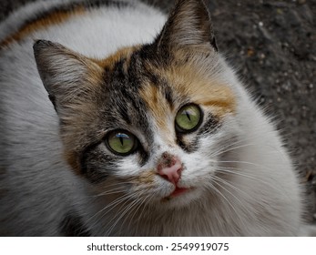 Close-Up Portrait of a Calico Cat with Striking Green Eyes - Powered by Shutterstock