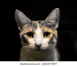 Close-up portrait of a calico cat with striking yellow eyes against a dark background.