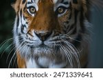 Close-up portrait of calm Siberian tiger (or Amur tiger, subspecie Panthera tigris tigris) animal. Soft focus. Beauty in nature theme.